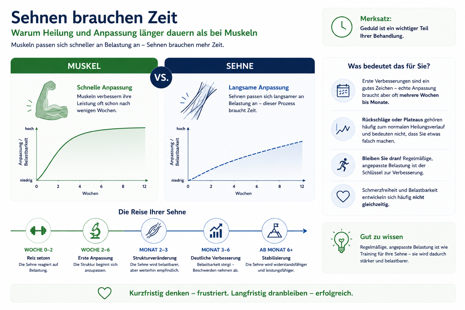 Infografik zum langsameren Heilungs- und Anpassungsverlauf von Sehnen im Vergleich zu Muskeln